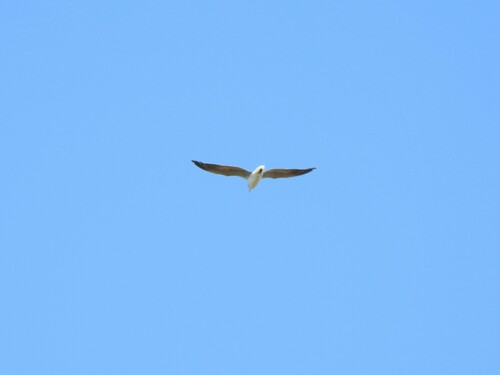 Gaviota cabecigrís (Chroicocephalus cirrocephalus)