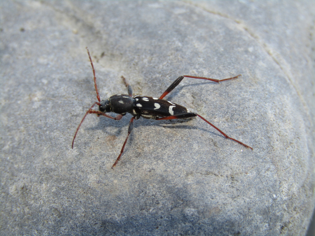 Isotomus speciosus