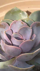 Echeveria gibbiflora × potosina