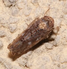 Allygidius atomarius