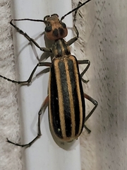 Epicauta vittata
