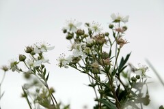 Sibbaldiopsis tridentata