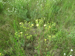 Potentilla longifolia