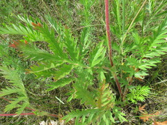 Potentilla longifolia