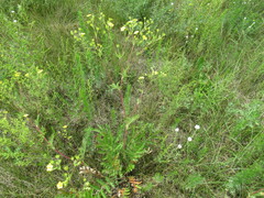 Potentilla longifolia