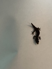 Sphaerodactylus
