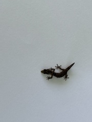Sphaerodactylus