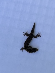 Sphaerodactylus