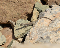 Liolaemus valdesianus