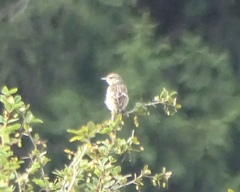 Saxicola rubicola