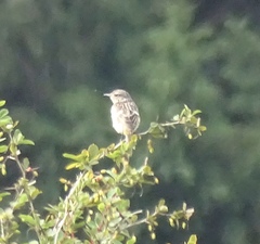 Saxicola rubicola
