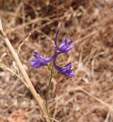 Delphinium gracile