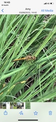 Sympetrum danae