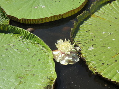 Victoria amazonica