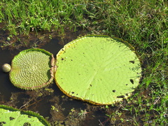Victoria amazonica