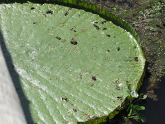 Victoria amazonica