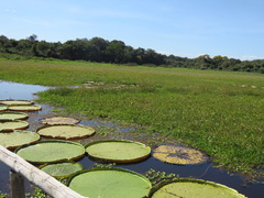 Victoria amazonica