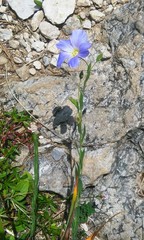 Linum alpinum