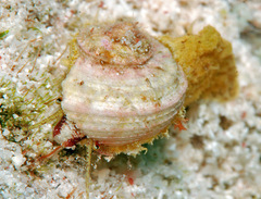 Stomatolina