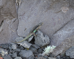 Liolaemus villaricensis