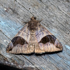 Bastilla joviana