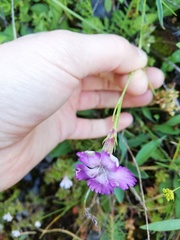Dianthus benearnensis
