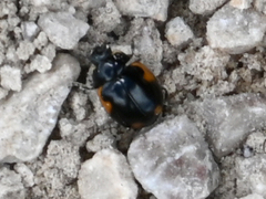 Ceratomegilla alpina