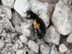 Ceratomegilla alpina