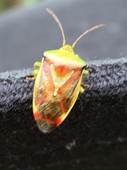 Elasmostethus interstinctus