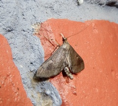 Almonia truncatalis