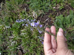 Veronica gentianoides