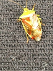 Elasmostethus interstinctus