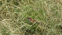 Passer domesticus
