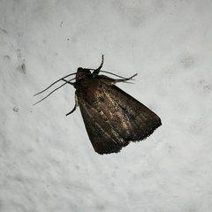 Lepidoptera