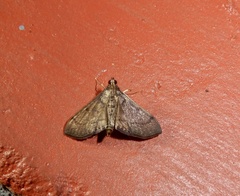 Almonia truncatalis