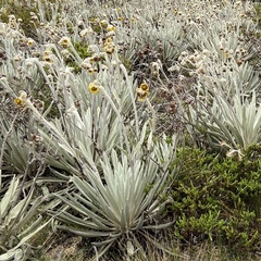 Espeletia perijaensis