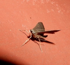 Almonia truncatalis