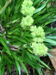 Tofieldia coccinea