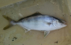Seriola