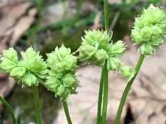 Tofieldia coccinea