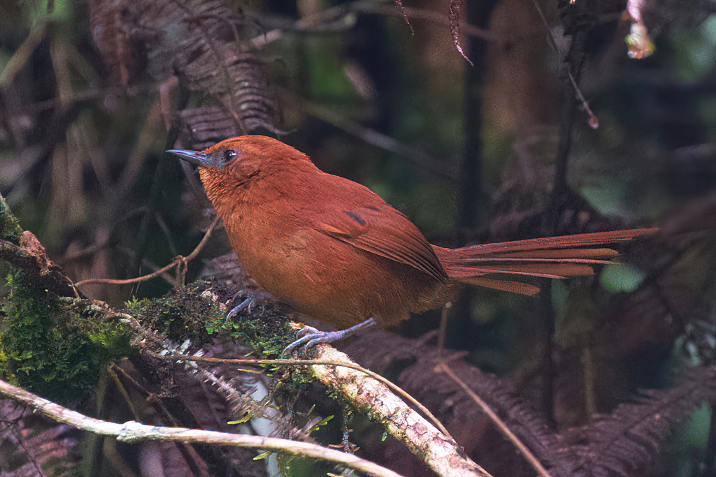 Rufous Spinetail