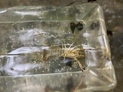 Faxonius erichsonianus