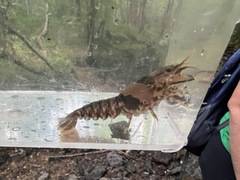 Faxonius erichsonianus