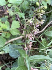 Epipactis helleborine
