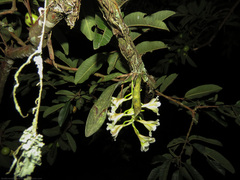 Rodriguezia granadensis