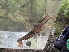 Faxonius erichsonianus