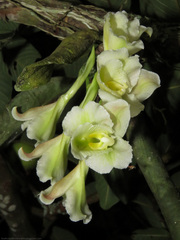 Rodriguezia granadensis