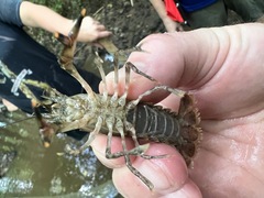 Faxonius erichsonianus