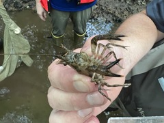 Faxonius erichsonianus