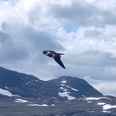 Stercorarius longicaudus